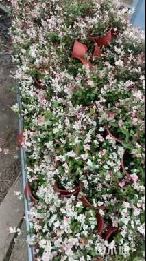 15厘米花叶络石