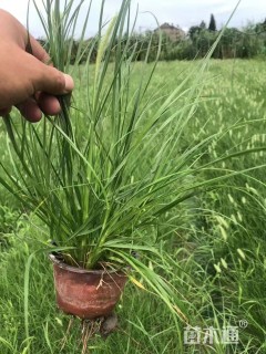 高度45厘米小兔子狼尾草