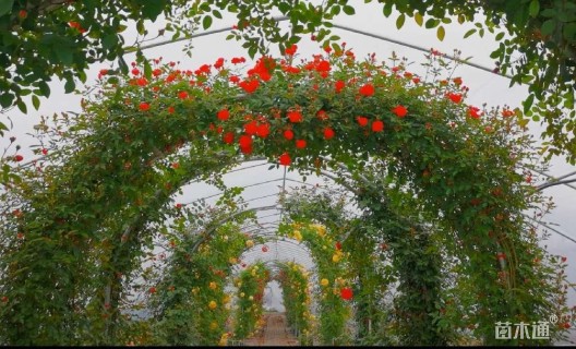 高度250厘米月季