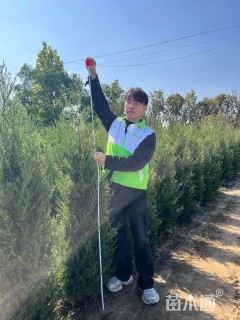 高度200厘米刺柏