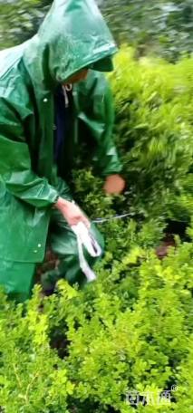 冠幅120厘米小叶黄杨球