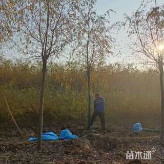 8公分金丝垂柳