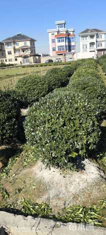 冠幅90厘米海桐球