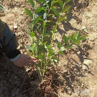 高度100厘米华北连翘