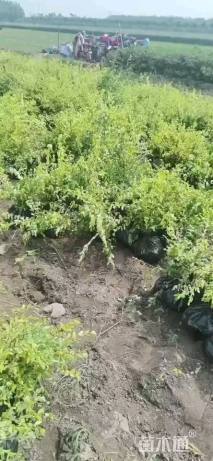 高度50厘米金叶水蜡