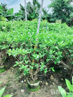 高度80厘米狗牙花