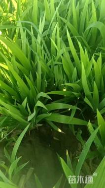 高度25厘米鸢尾