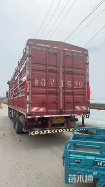 高度60厘米马莲