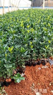 高度20厘米大叶黄杨