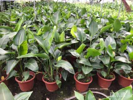 高度50厘米天堂鸟