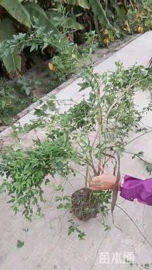 高度60厘米云南黄馨