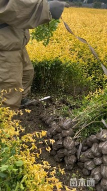 高度30厘米金禾女贞