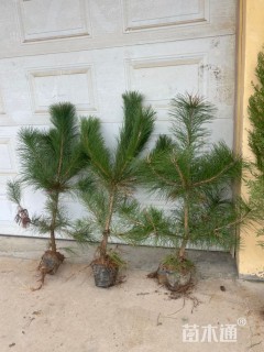 高度70厘米黑松