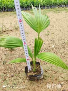裸干高25厘米蒲葵