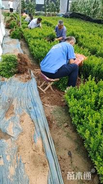 高度30厘米黄杨