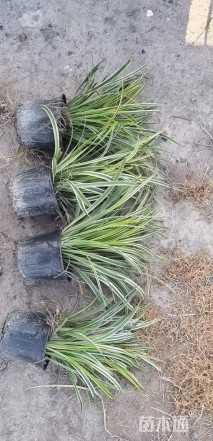 高度25厘米金边阔叶麦冬