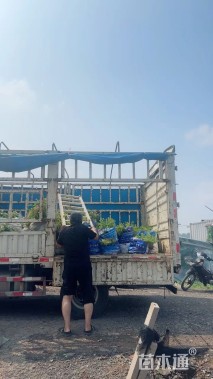 高度40厘米超级鼠尾草