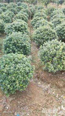 高度40厘米海桐