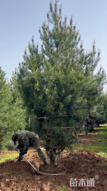 高度400厘米白皮松