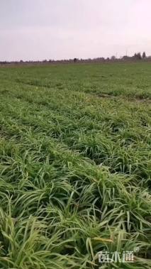 高度30厘米红宝石萱草