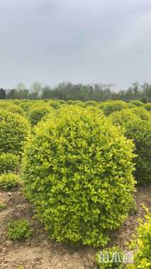 冠幅100厘米金叶女贞球