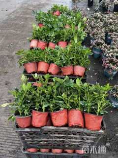 高度15厘米鸭脚木