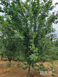 10公分西府海棠