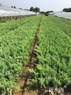 高度40厘米沙地柏