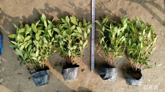 高度30厘米毛鹃