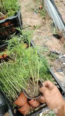 高度25厘米波斯菊