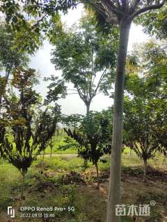 高度300厘米紫荆