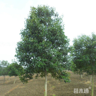 16公分大叶女贞