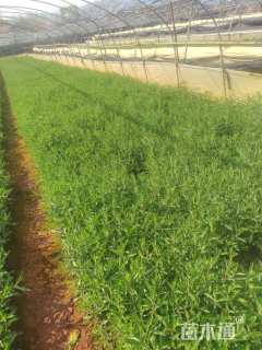 高度20厘米马鞭草