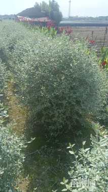 高度60厘米水果兰球