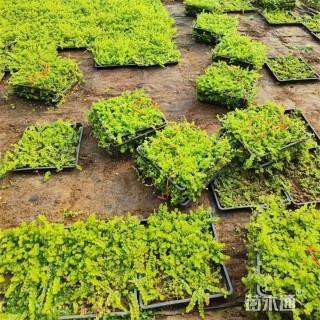 高度16厘米金叶过路黄方盘苗