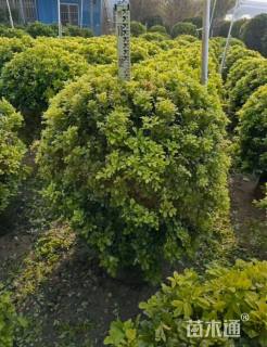 高度80厘米米兰球