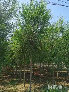 8公分榆树