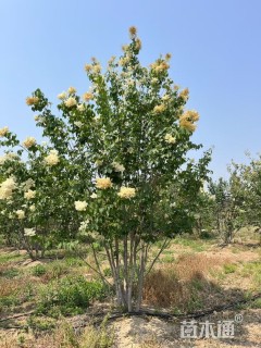 高度500厘米丛生暴马丁香