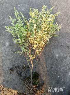 高度40厘米金姬小蜡