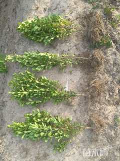 高度35厘米豆瓣黄杨