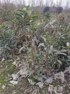 高度80厘米法国冬青