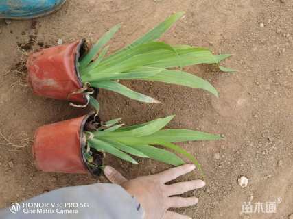 高度15厘米蓝花鸢尾