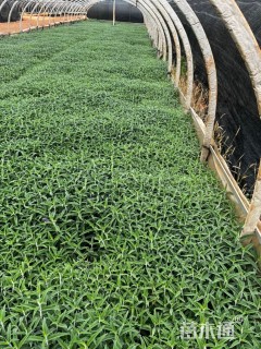 高度30厘米墨西哥鼠尾草