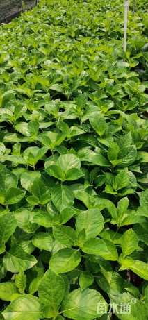 高度35厘米八仙花