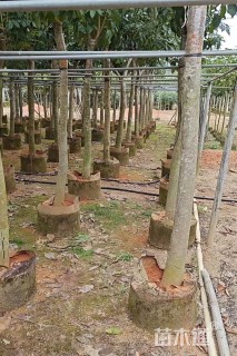 12公分紫花风铃木