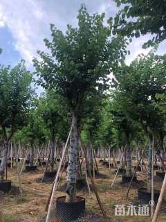 高度500厘米紫荆