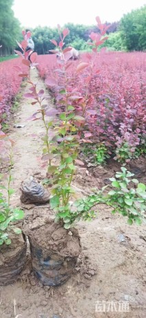 高度40厘米红叶小檗