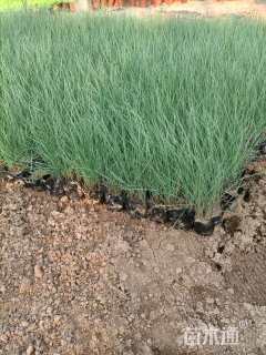 高度20厘米粉黛乱子草