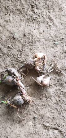 高度15厘米红花葱兰