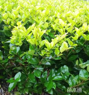 高度50厘米金森女贞小苗
